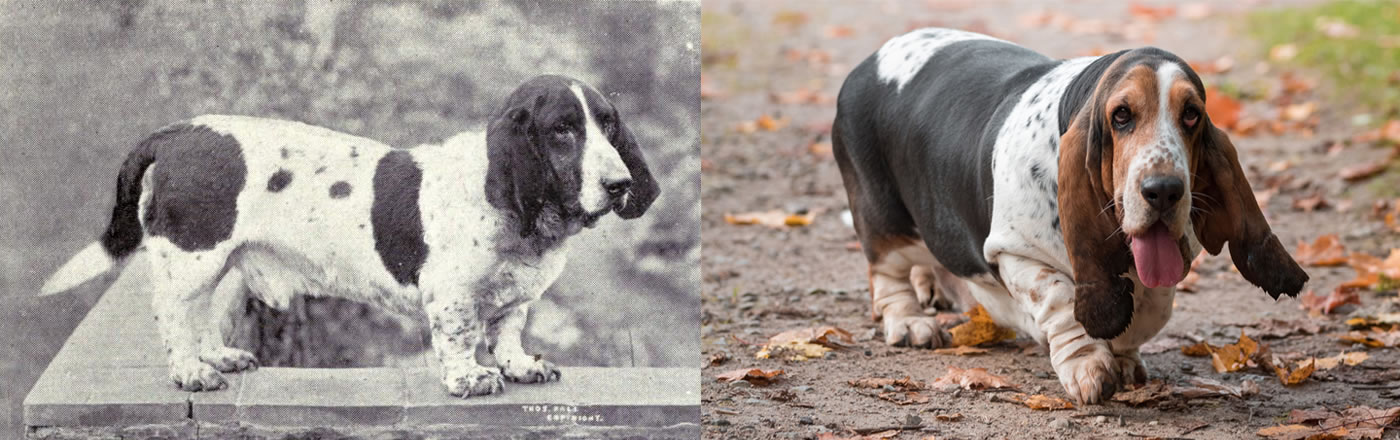 Basset Hound comparison of the past and now