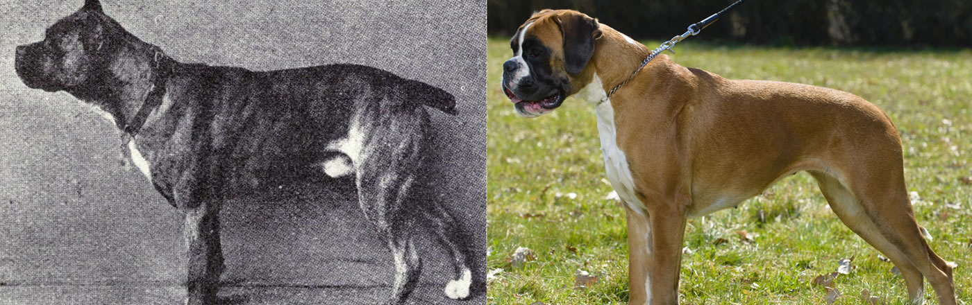 Boxer comparison between the past and now