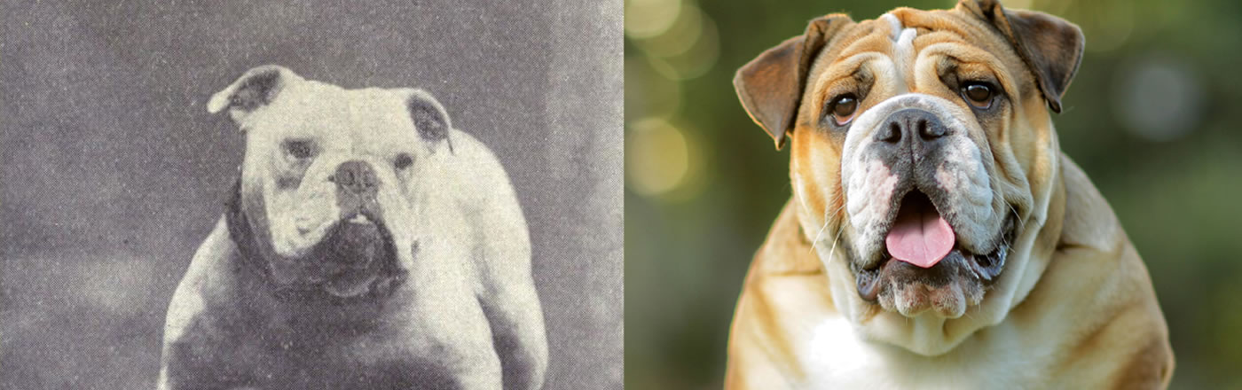 Bulldog comparison from the past to now