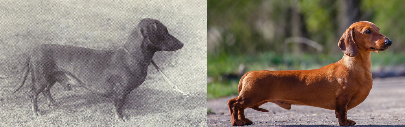Dachshund comparison between the past and now