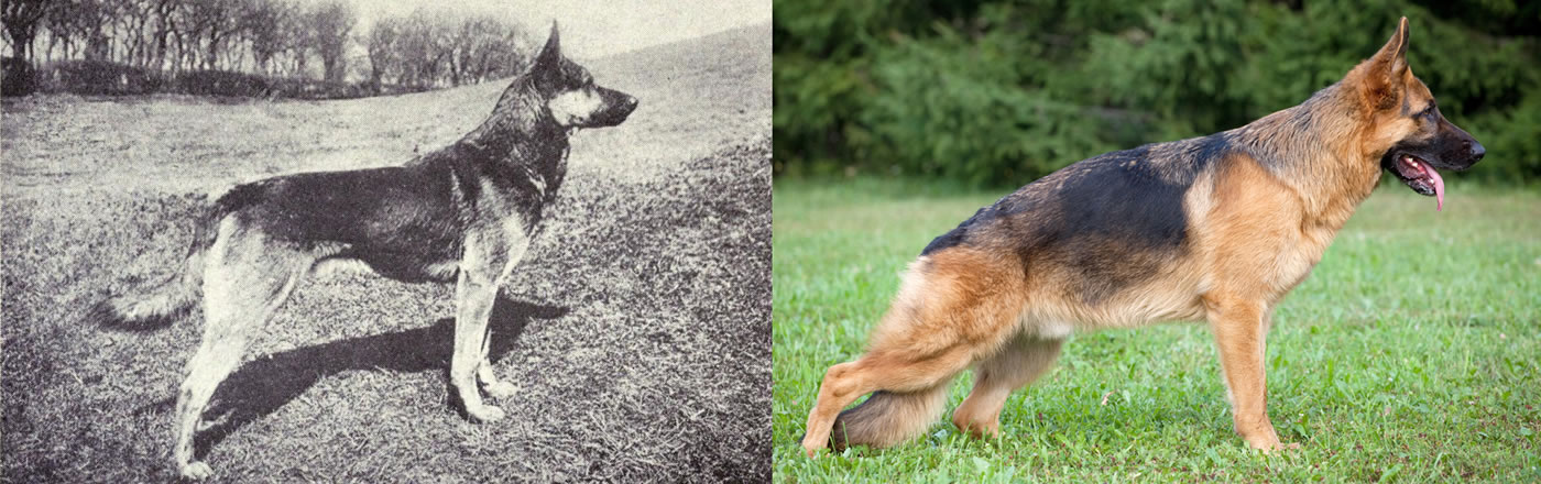 German Shepherd comparison between the past and now