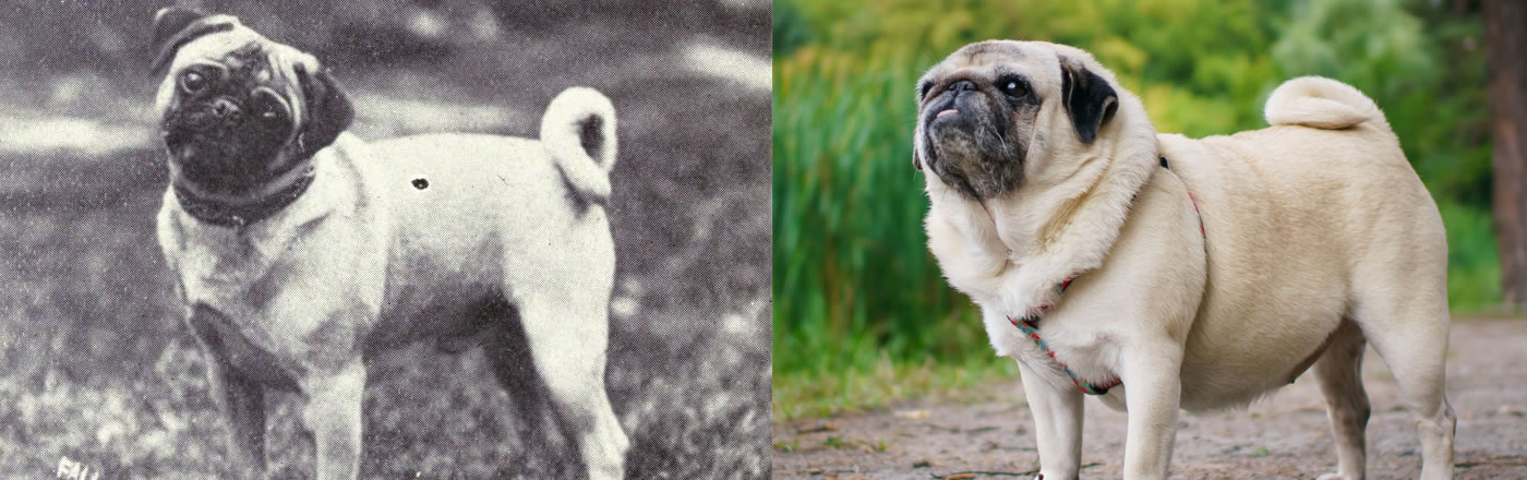 Pug comparison from the past to now