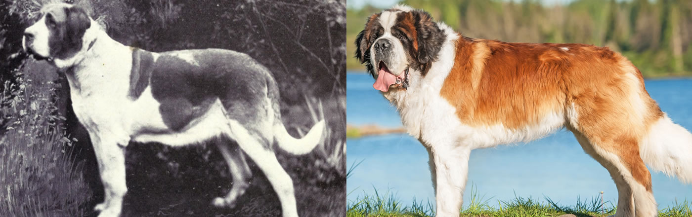 Saint Bernard comparison between the past and now