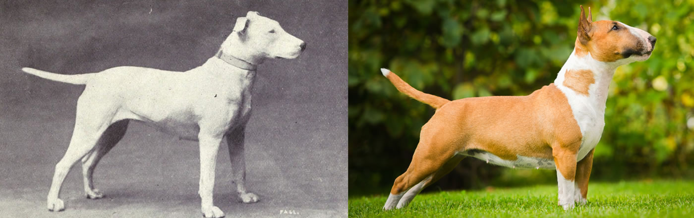 Bull Terrier comparison before and after 