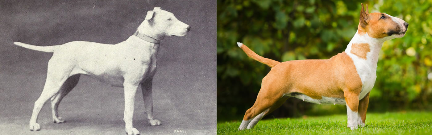 Bull Terrier comparison before and after