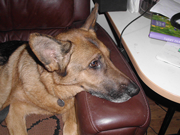 Inca the German Shepherd lying on a couch