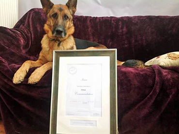 Inca the German Shepherd with her PDSA Commendation