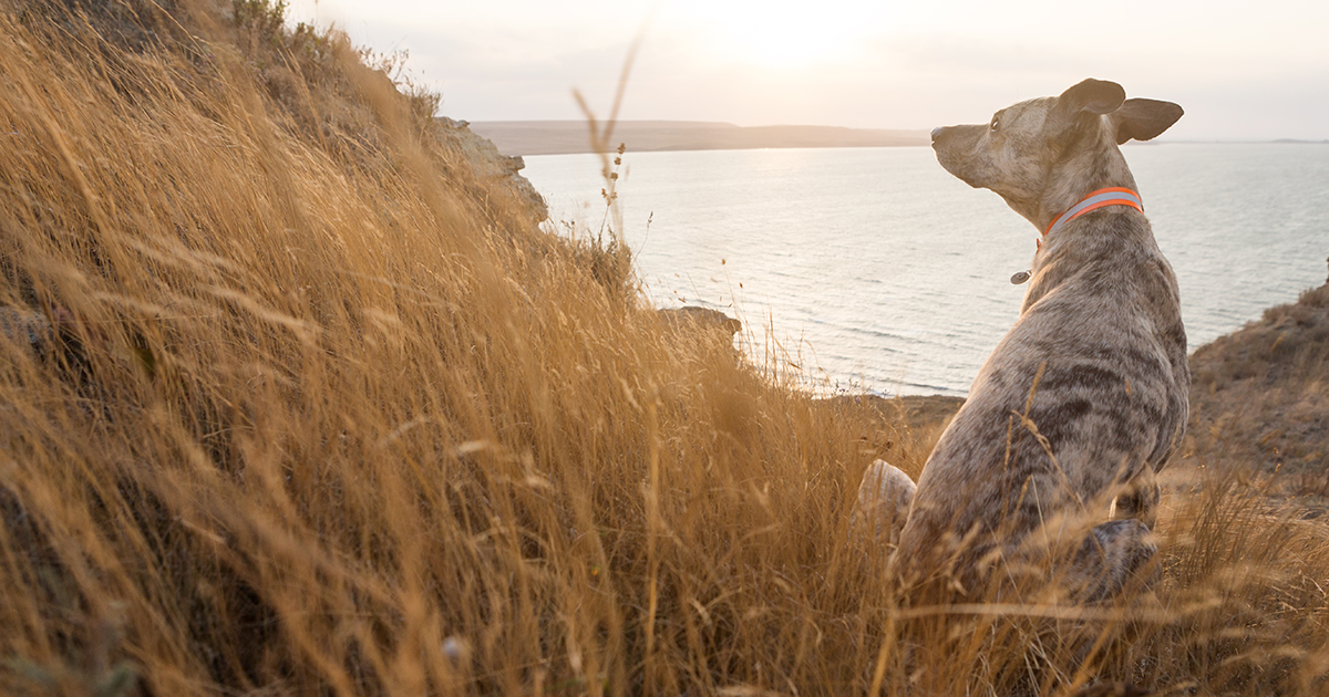 Stray pets - what to do - PDSA