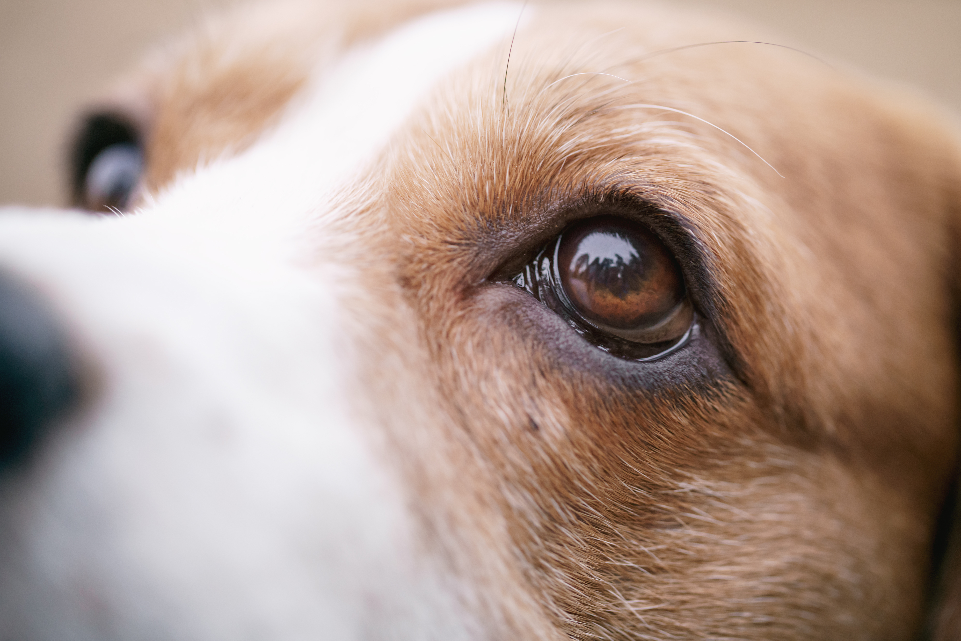 how much does dog eye surgery cost