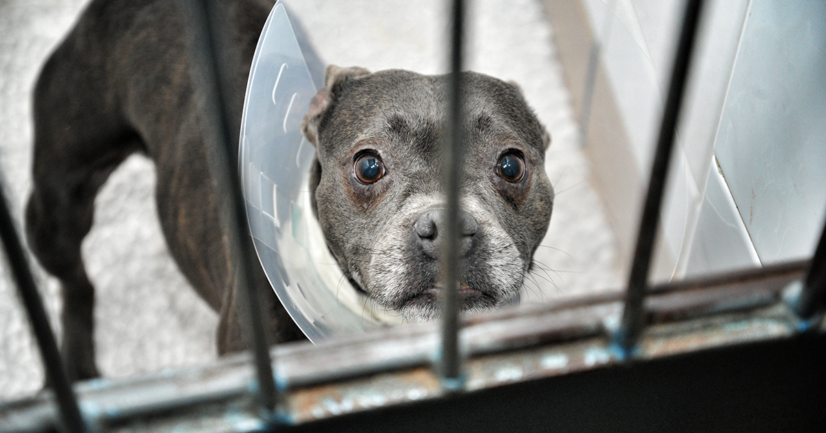 Dog mites around deals eyes