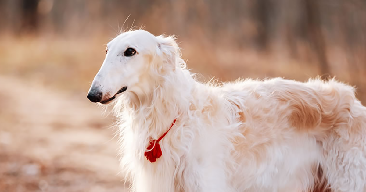 Borzoi - PDSA
