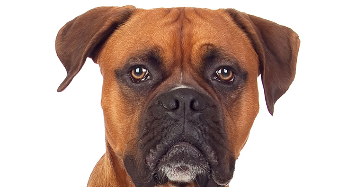boxer pdsa
