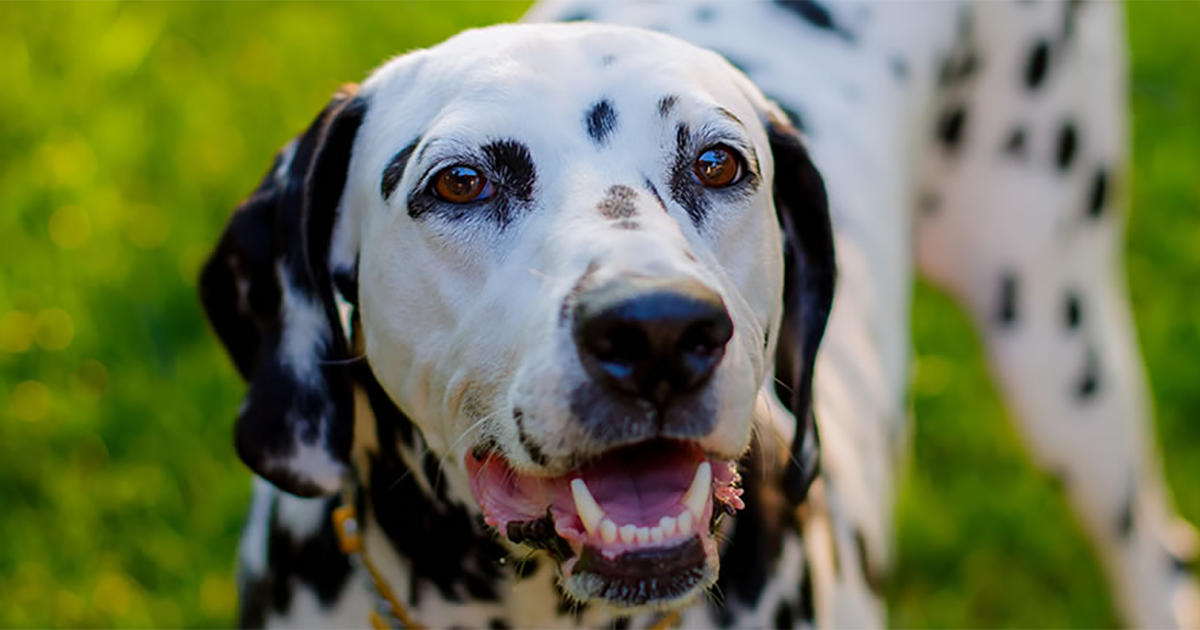 dalmatian pdsa choosing your major