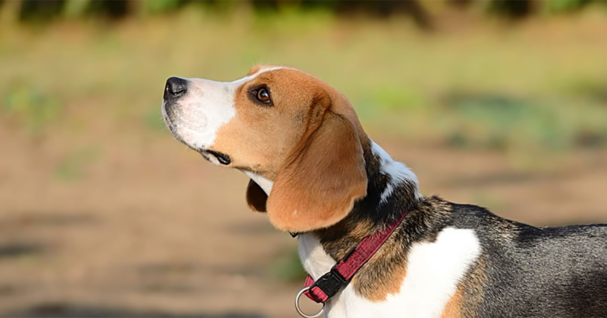 Foxhound Pdsa