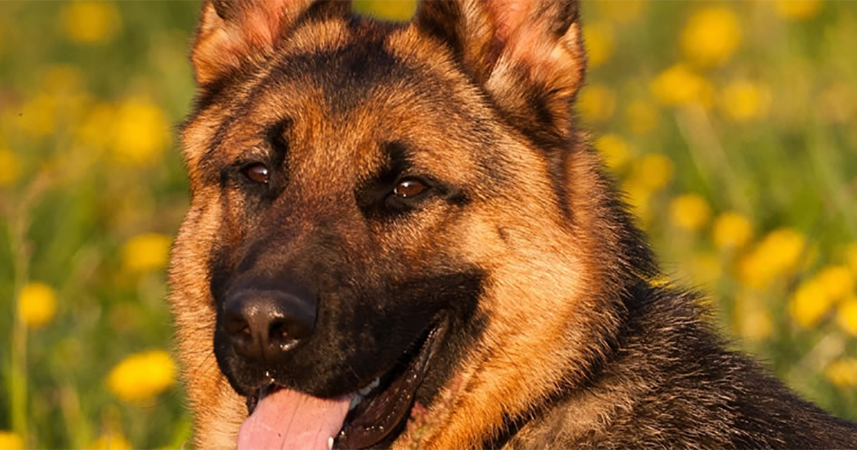 Download German Shepherd - PDSA