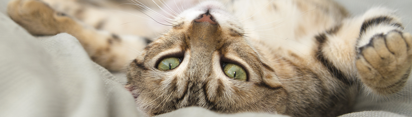 Tabby cat lying on its back in bed