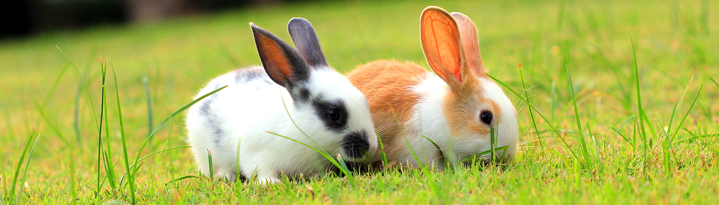 Weird things rabbits do - PDSA