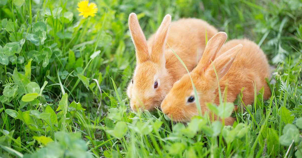 male and female rabbits living together