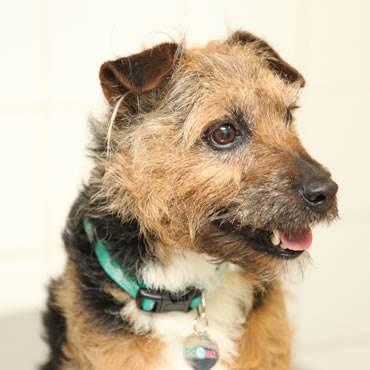 Terrier mix Brad wearing a PDSA collar 