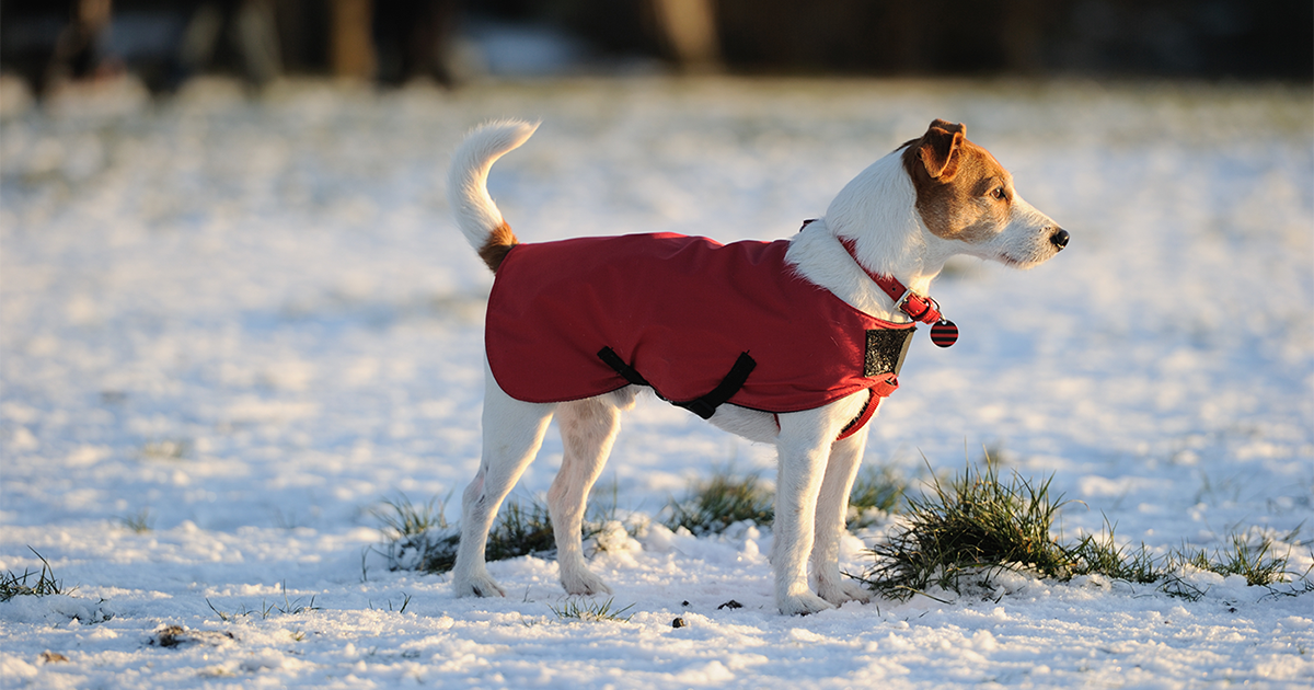 7 Pros & Cons of Dressing Up Your Dog – Cooper Pet Care