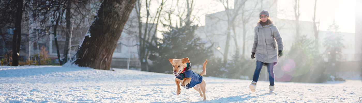 Funny Dog Outfits Uk