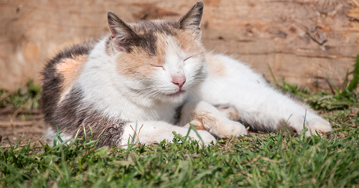 Swollen Ear Cat Pdsa