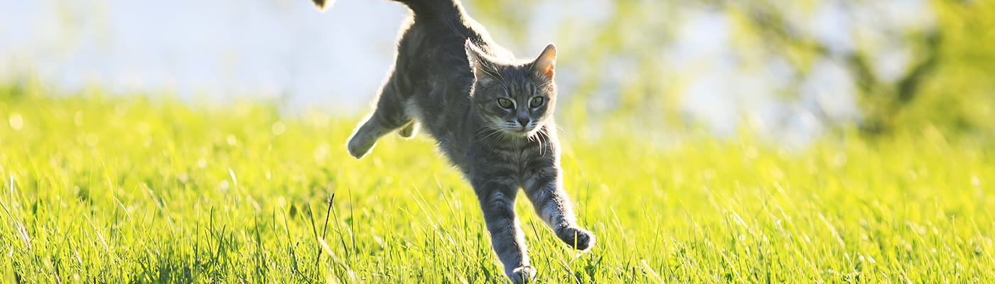 Kitten playing outside