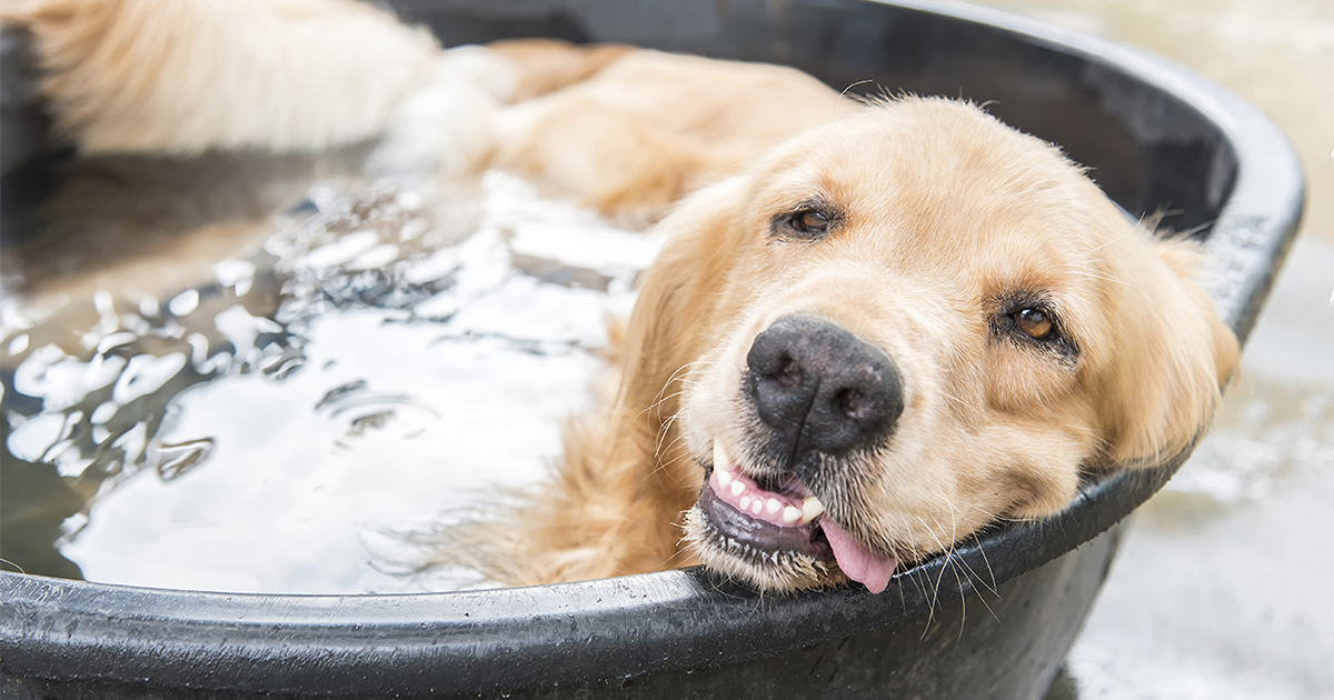 cooling dog down in heat