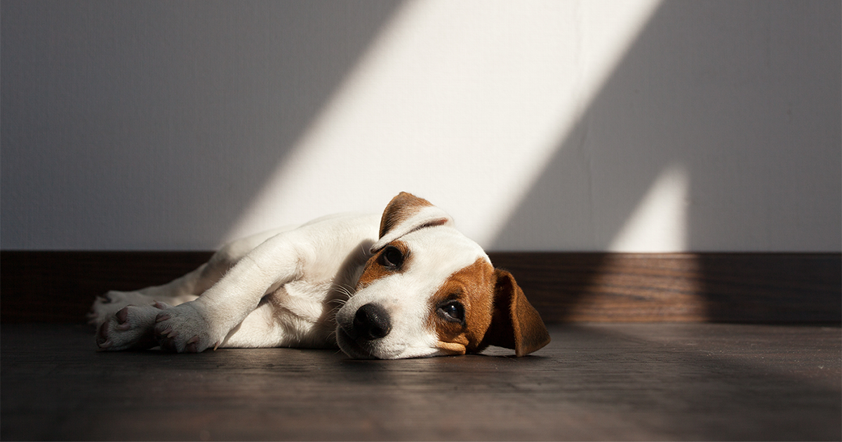 Kennel Cough PDSA
