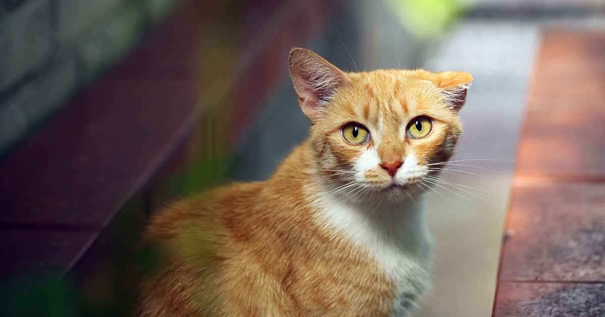 Alopecia online cat treatment