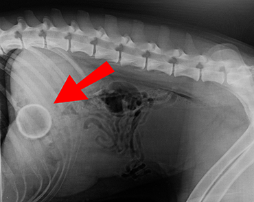 Dog nearly dies after swallowing tennis 