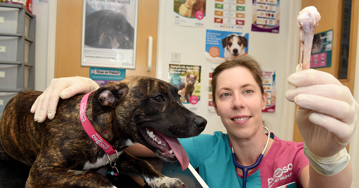 small dog swallowed chicken bone