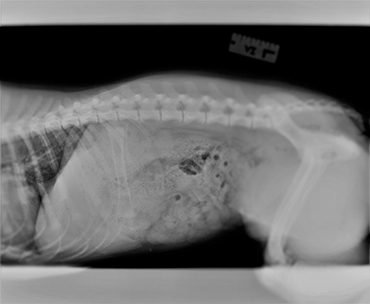 Puppy swallowed chicken bone online