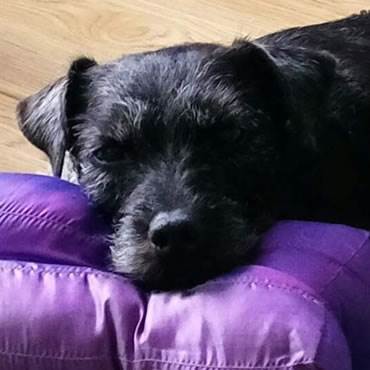 A black terrier cross rests on a pillow