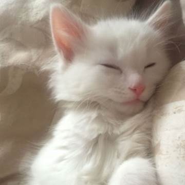 A fluffy white cat asleep on a pillow