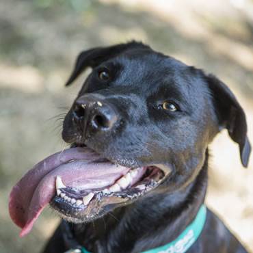 Black Labrador-cross Mutley looks up at the camera