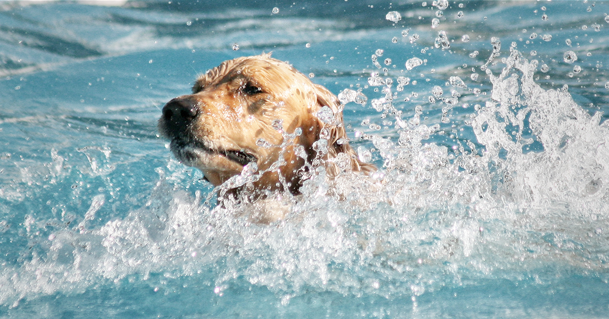 dog water pool