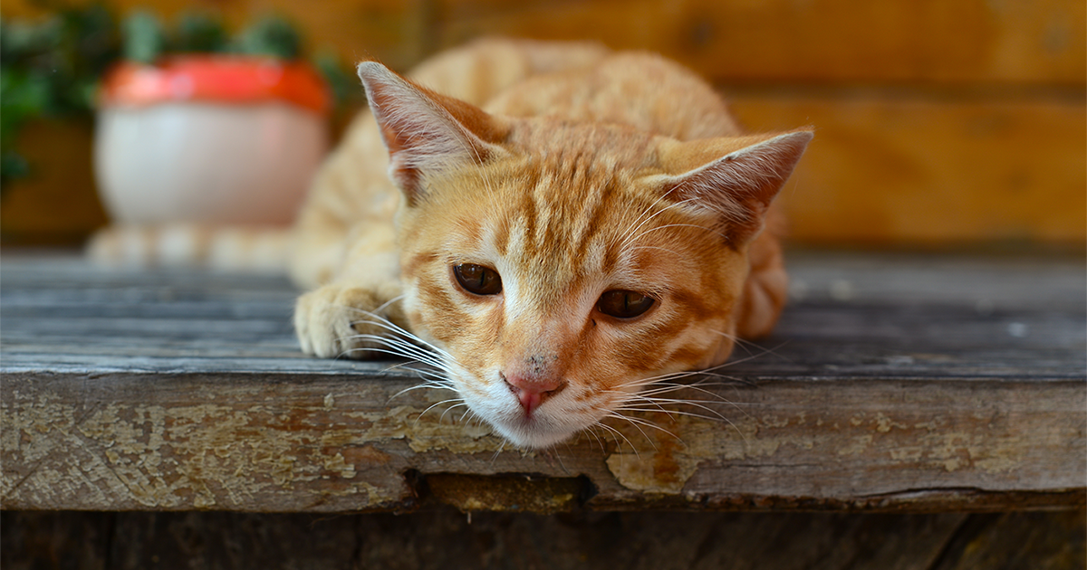 cat just sleeping not eating