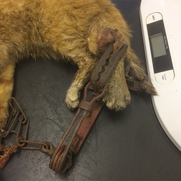 ginger cat with trap clamped on leg