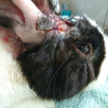 rabbit with head injury