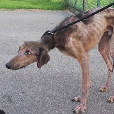 Dog emaciated and near to death