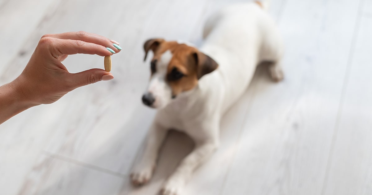 Where can you get antibiotics for a dog