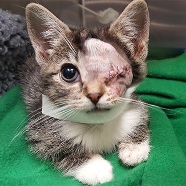 Kitten Odin after his eye removal surgery