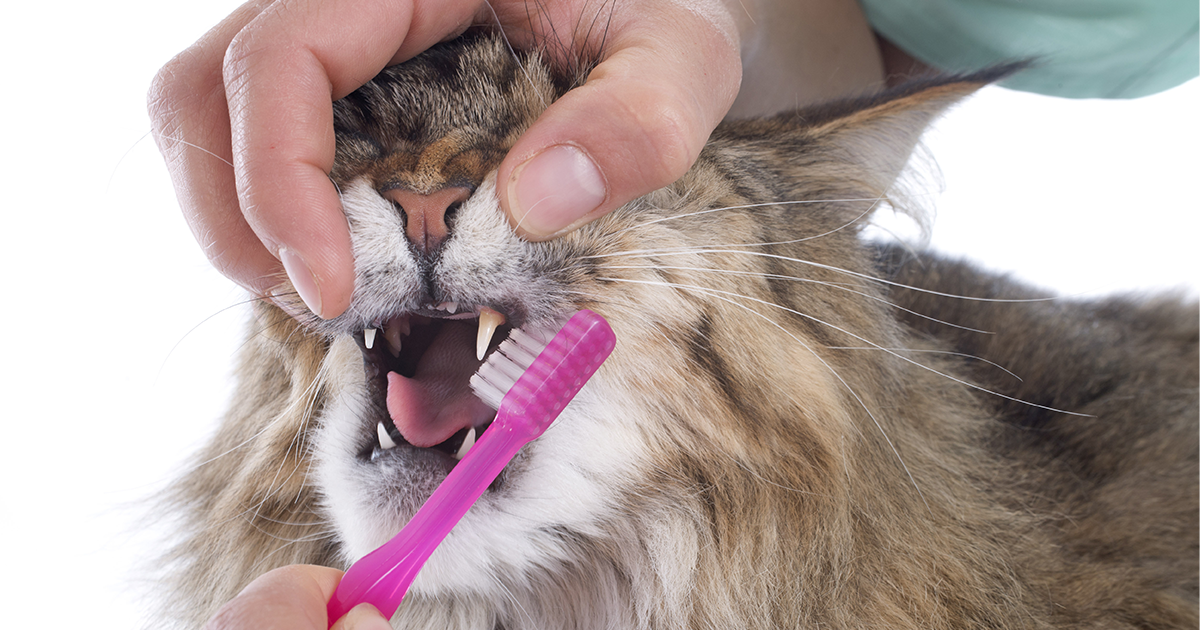 cat having its teeth cleaned og