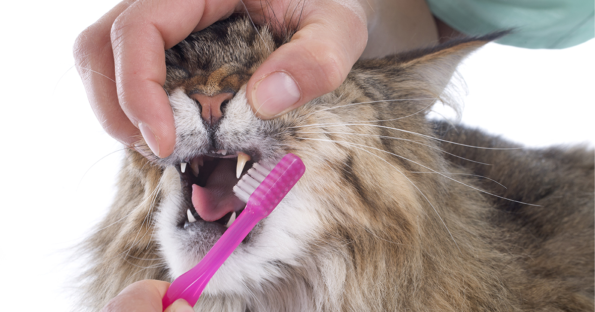 cats with human teeth