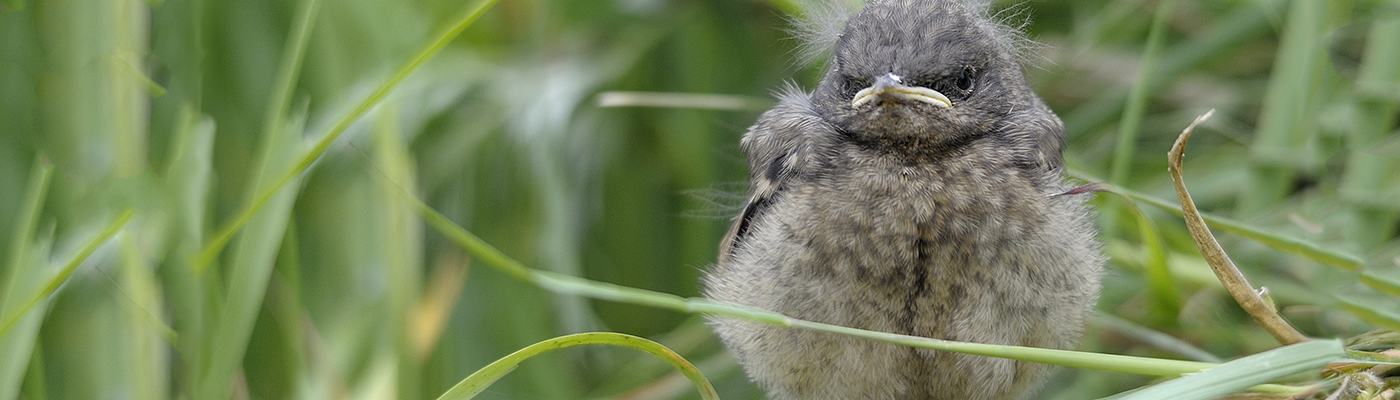 Photo of fledgling bird in grass