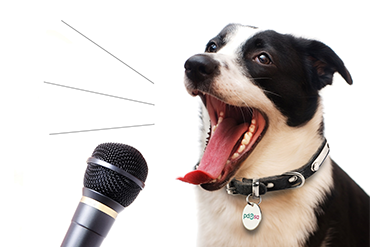 A photo of a dog barking into a microphone