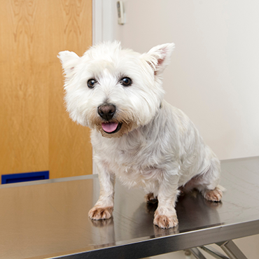 Westie sitting on examination table
