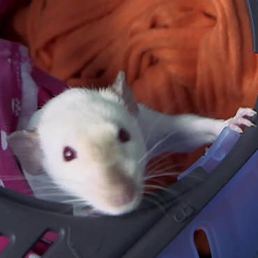 Photo of Casper the whiterat