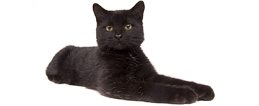 Photo of black cat on white background